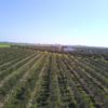campo olivar la campana sevilla